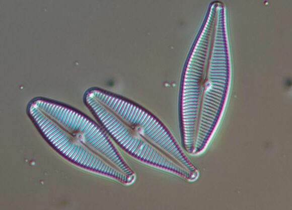Usos de las algas diatomeas